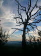 Landschaft_Baum_verdorrt