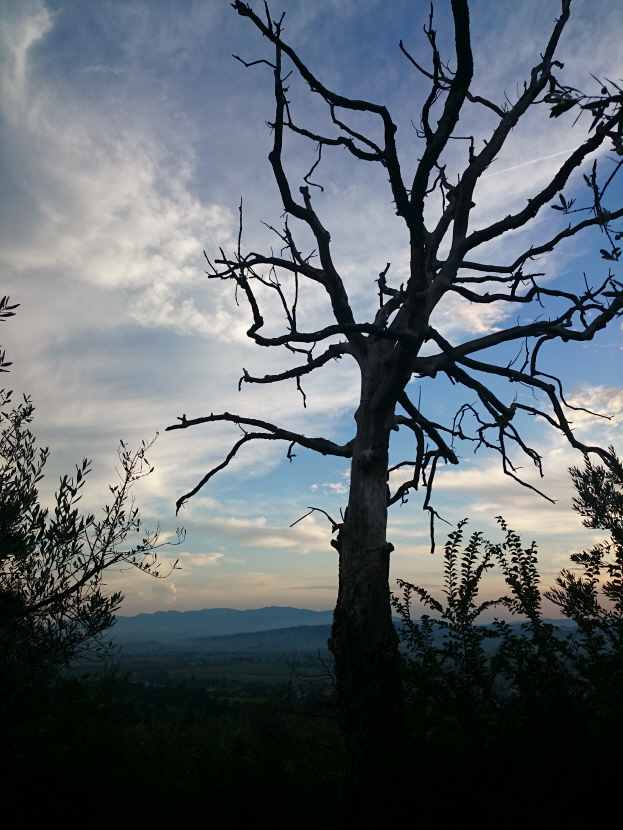 Landschaft_Baum_verdorrt