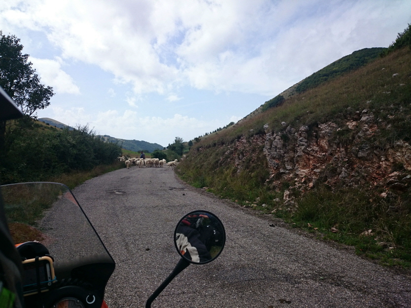 Schafe_KTM